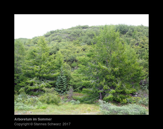 Arboretum im Sommer