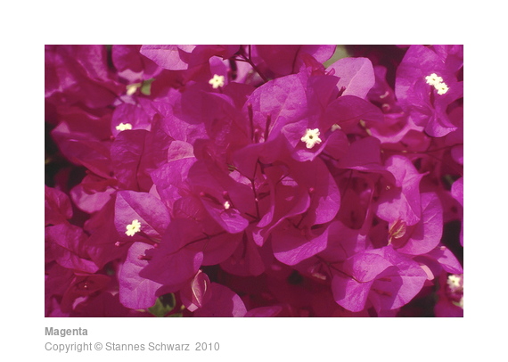 Magenta