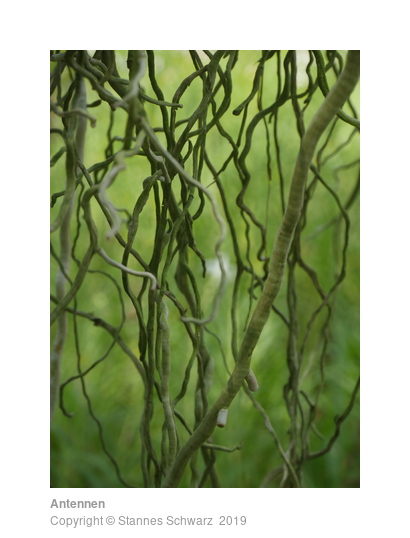 Antennen