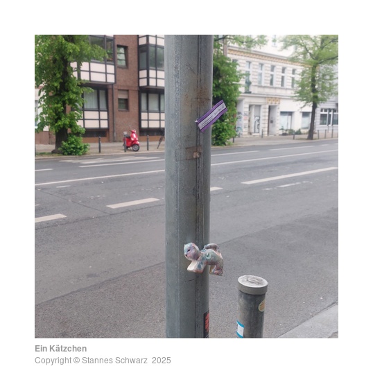 Ein Kätzchen